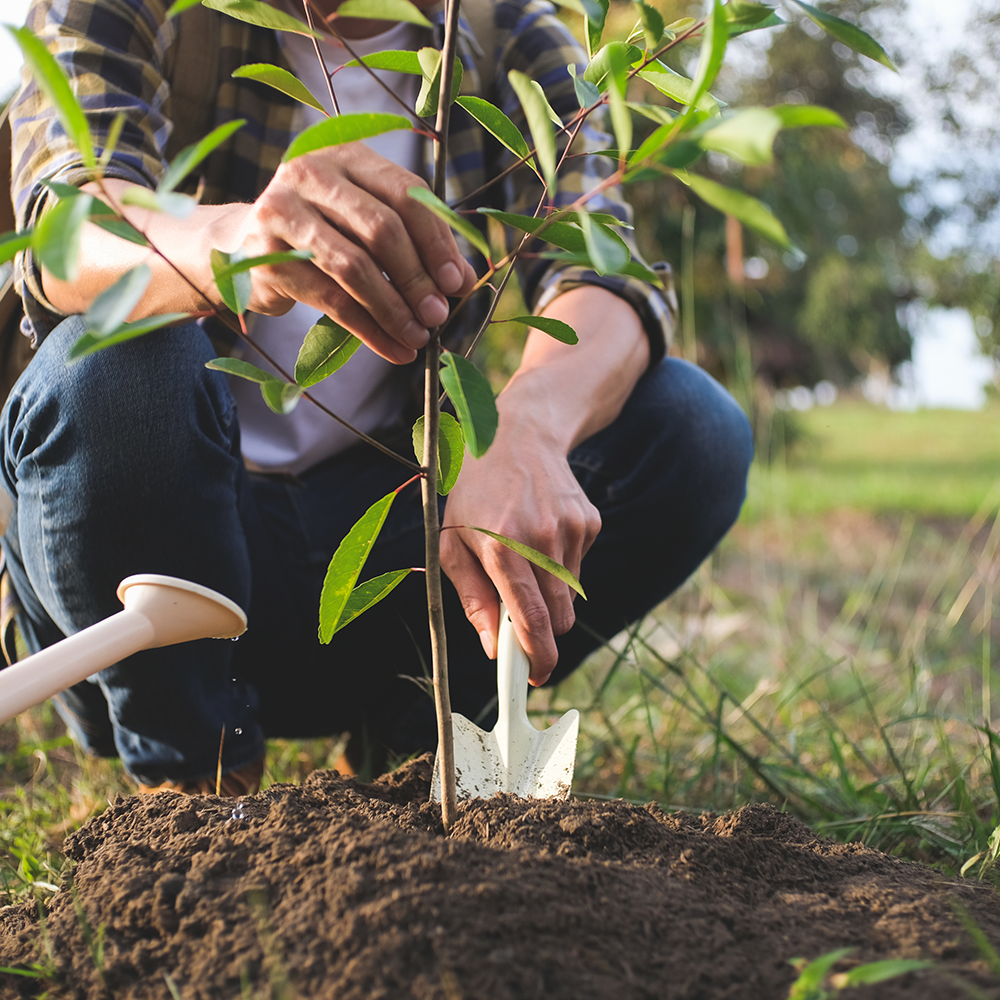 Person planting a young tree in soil, symbolising Evergy's sustainability initiative to plant a tree for every order placed.